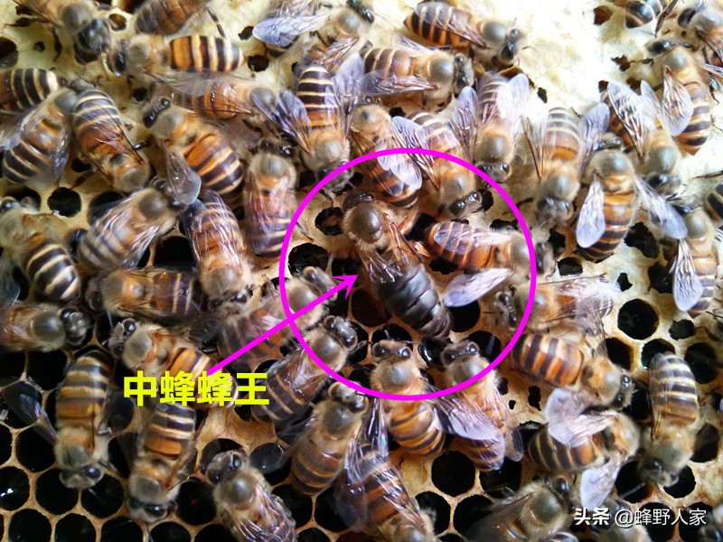 蜜蜂蜂王远嫁他乡，作为娘家的养蜂人需要准备哪些嫁妆