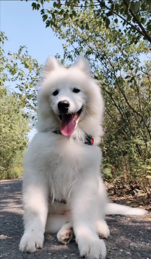 萨摩耶为什么不认主人,萨摩耶为什么不愿意抱猫