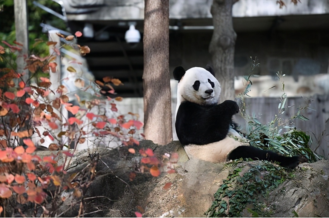200亿美元租熊猫,租给美国的大熊猫有多少钱