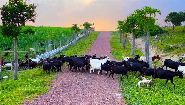 文蕴秀岭，馨怡乐园｜廉江文秀岭农牧场散记