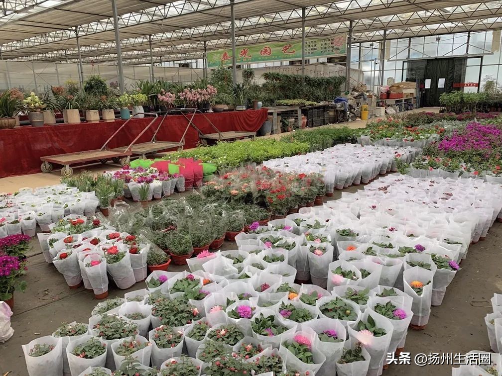 扬州盆栽花卉批发市场,扬州花木城花卉批发市场