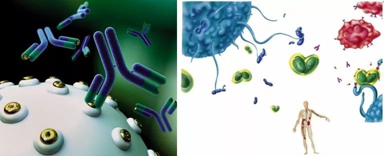 瑞士乳杆菌的健康促进作用