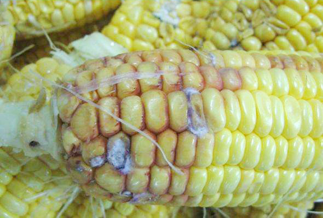 玉米穗腐病最佳防治时间,玉米穗期病虫害有哪些
