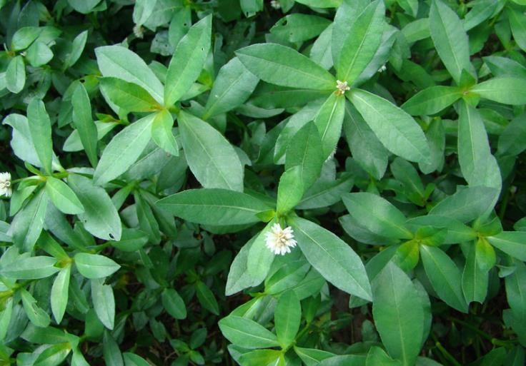 治理水葫芦泛滥的方式,水葫芦到底怎么治理