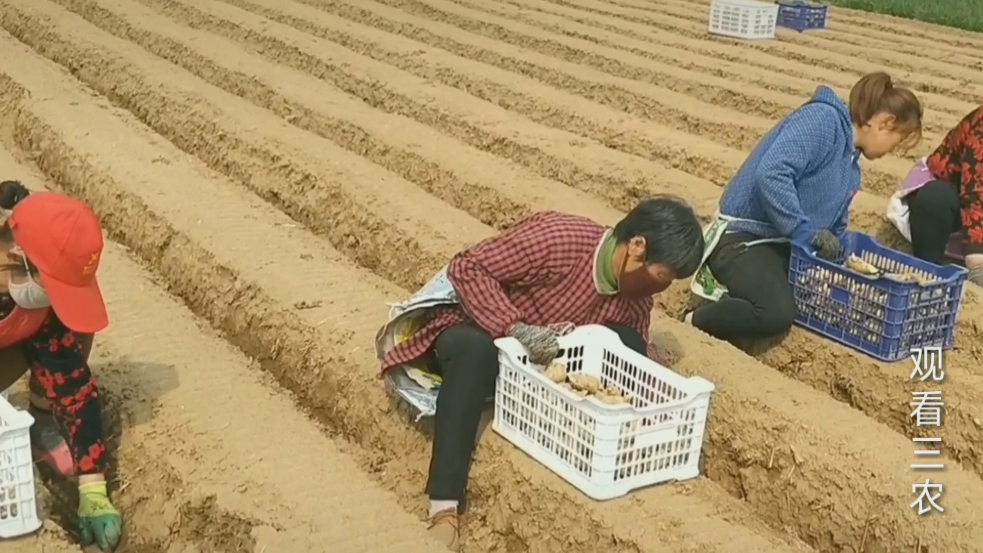 农广天地大姜种植技术视频,种植大姜的正确方法