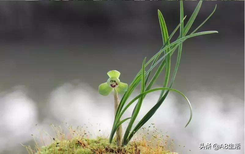 每日一品～中国兰花～春兰茗品～美芬荷