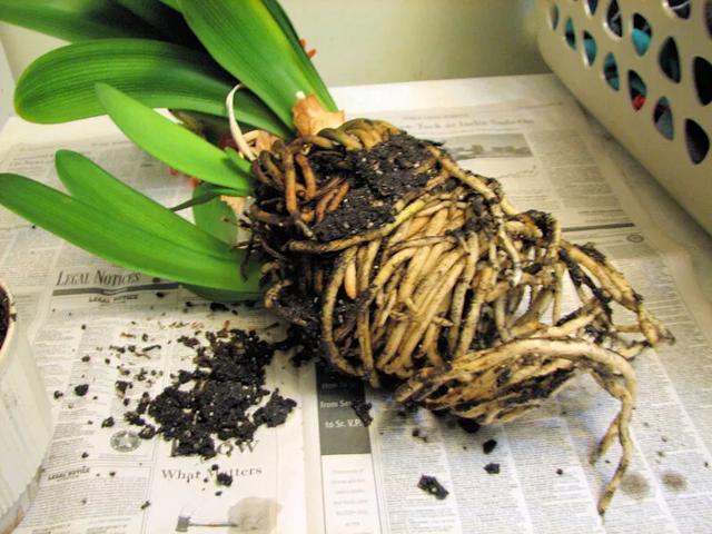 君子兰红果子怎么发芽,君子兰砍头后从中间芽心又长出来