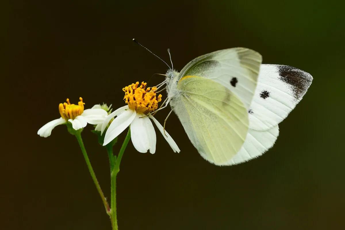经典植物动物科普,常见植物对应的动物