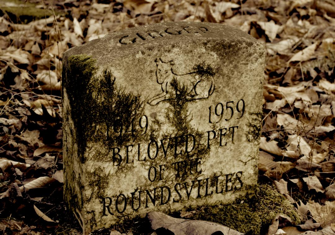 神秘的宠物殡葬暴利却少为人知,神秘的宠物殡葬