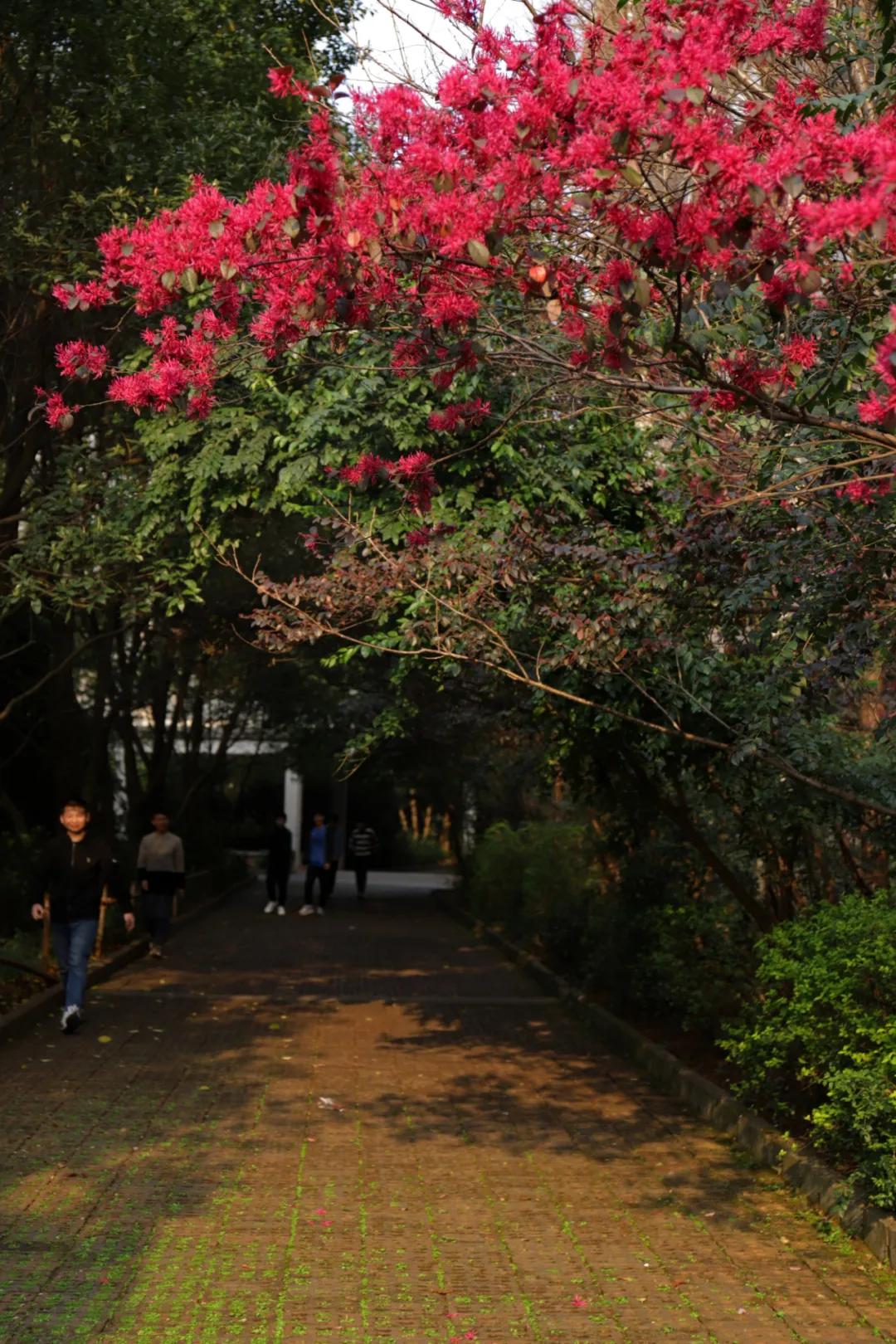 迎接校园里的百花齐放,教室窗外百花齐放