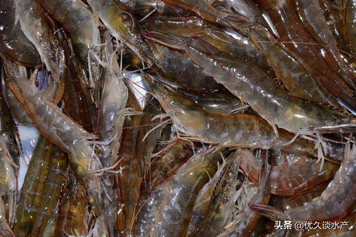 北方适合养殖什么水产品种,没有养殖经验的适合养殖什么水产