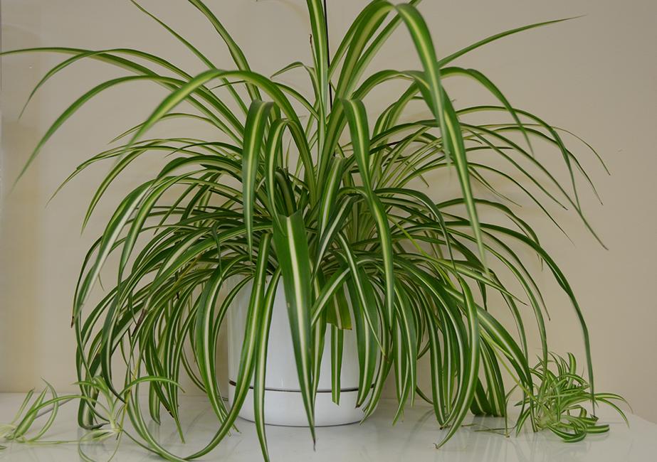 夏季吊兰烂根什么原因,吊兰干尖黄叶怎么办