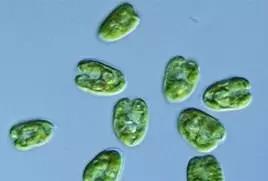 水产养殖藻类老化是怎样的,水产养殖显微镜下各种藻类