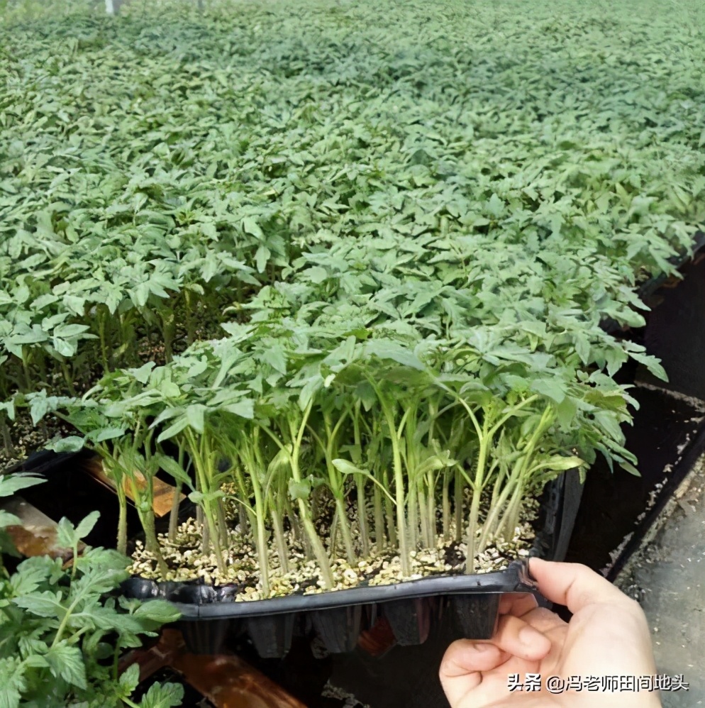 氯溴异氰尿酸-“杀菌王”？看看有30年实践经验的冯老师怎么说