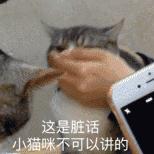 有多少人养猫，头都大了？简述一下我的养猫历程