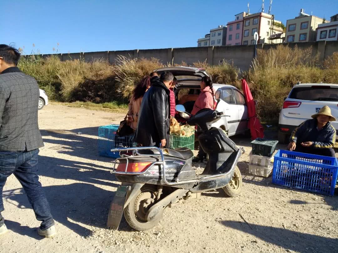 同城金毛幼犬多少钱一只,金毛幼犬狗市