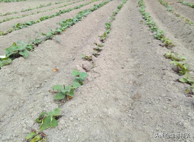 红薯怎样种出长条形,红薯怎么种植长藤