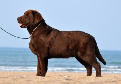 拉布拉多不听话训练视频,拉布拉多变天使