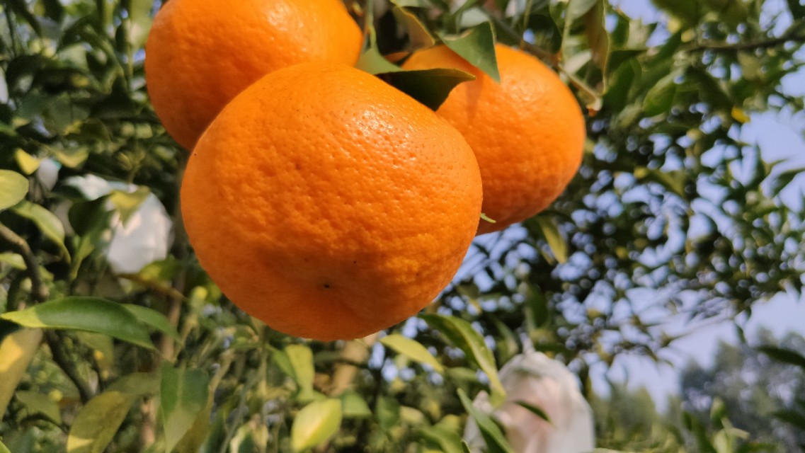 网上买水果可靠吗,网上买车厘子靠谱吗