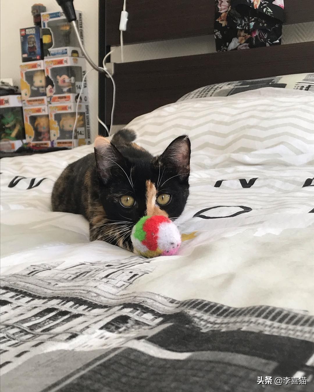 如何让猫咪与猫咪之间好好相处,陪猫咪玩注意事项