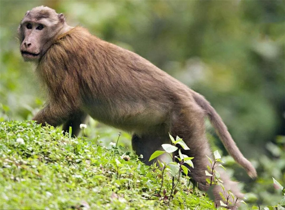 巴松措藏猕猴视频,巴松措猴子