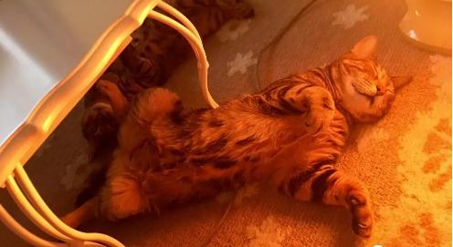 猫咪太聪明严重影响铲屎官脱单啊,猫咪所有的活力都留给了铲屎官