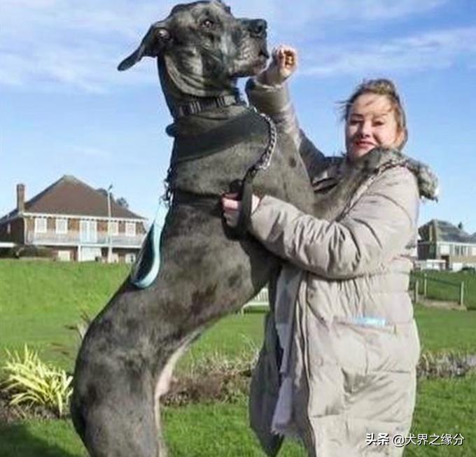 世界上最大的狗但是一点也不凶猛,世界上最大的狗身高可达2.3米