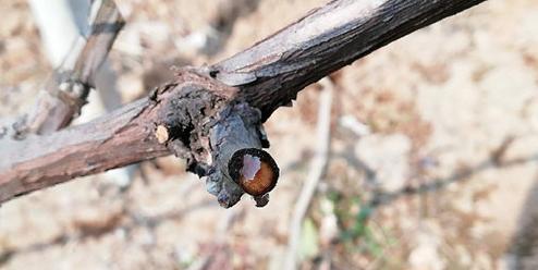 葡萄树伤流是什么原因,葡萄伤流的原因和危害