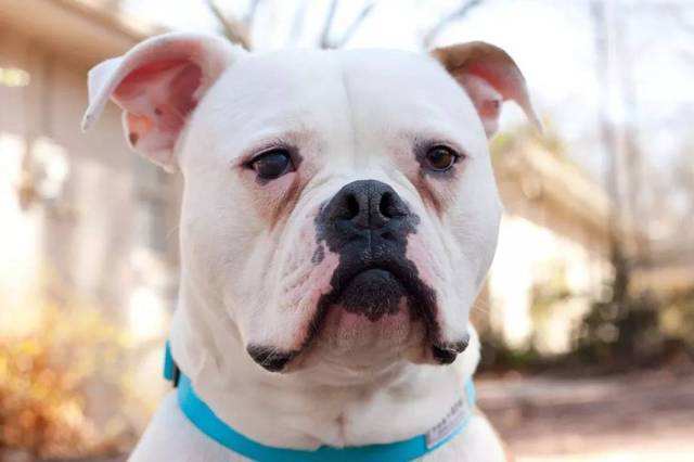 狗狗感冒了怎么办又不吃东西,狗狗感冒怎么办不用药