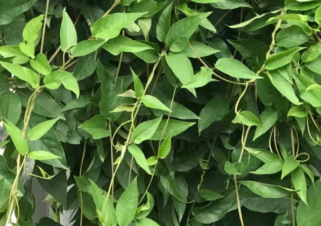 揭秘|这家中医院的“后花园”竟长着30多种野生中草药！