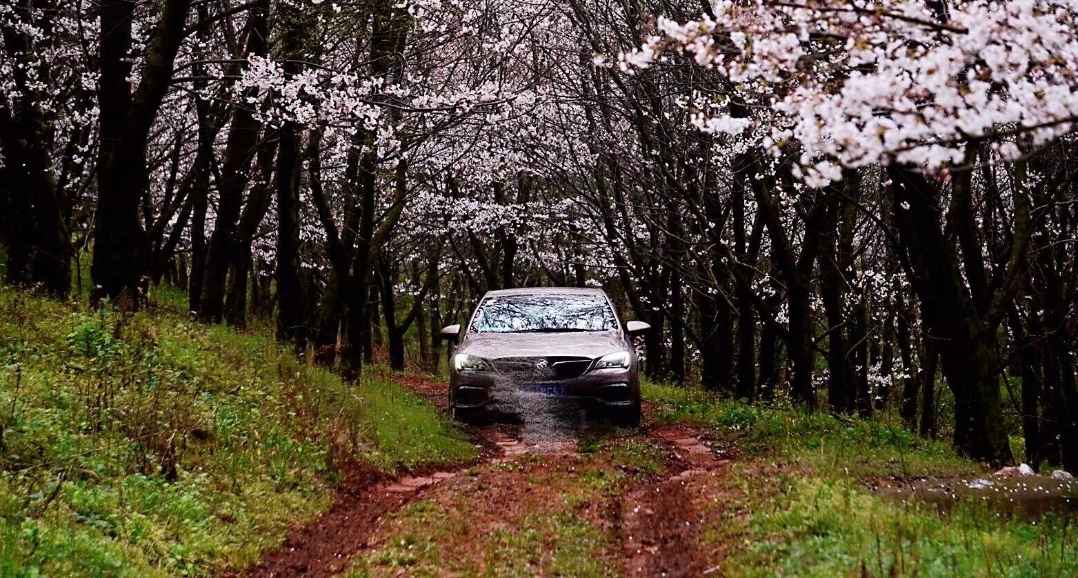 日本人看火遍全网的贵州平坝樱花,贵州平坝的樱花什么时候观赏最佳