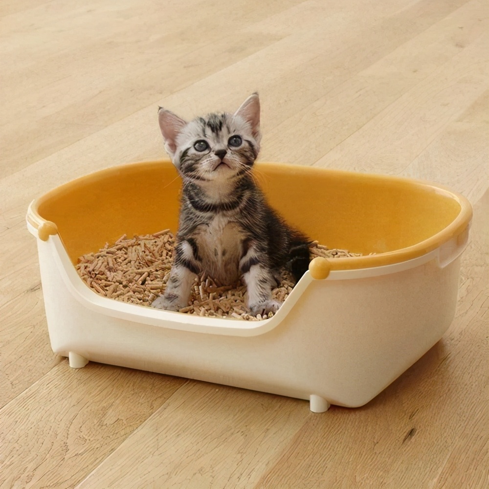 假期不出门的猫,假期不在家猫怎么办