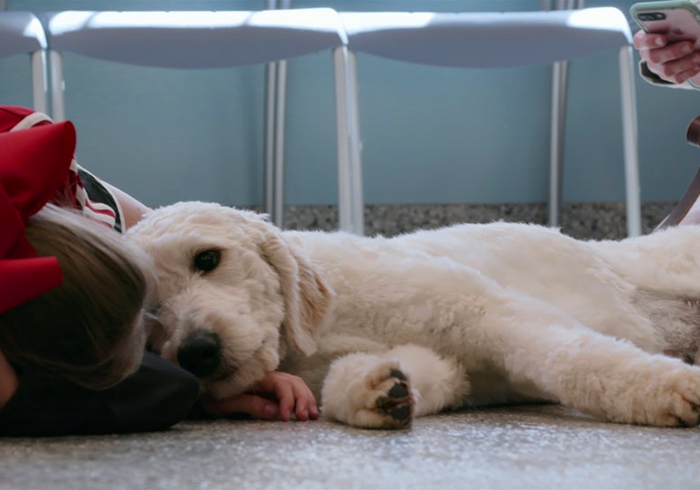 犬蛋白丢失性肠炎是什么引起的,犬蛋白丢失性肠炎