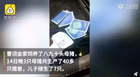海归儿子啃老10多年,海归儿子啃老10年视频