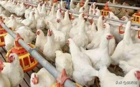 养鸡有球虫的症状,养鸡技术与鸡球虫病的防治