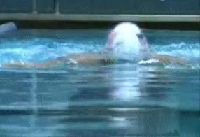 游泳教学零基础青蛙泳,蝶仰蛙正确游泳方法