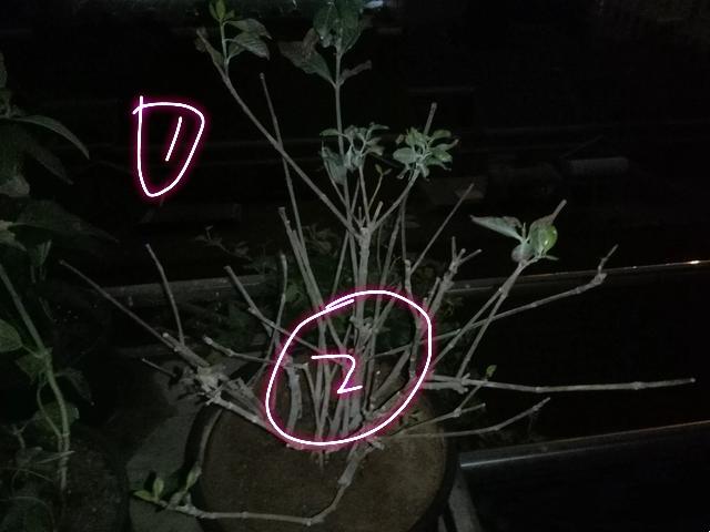 盆栽栀子花叶子干枯怎么办,栀子花放在阳台叶子发蔫怎么补救