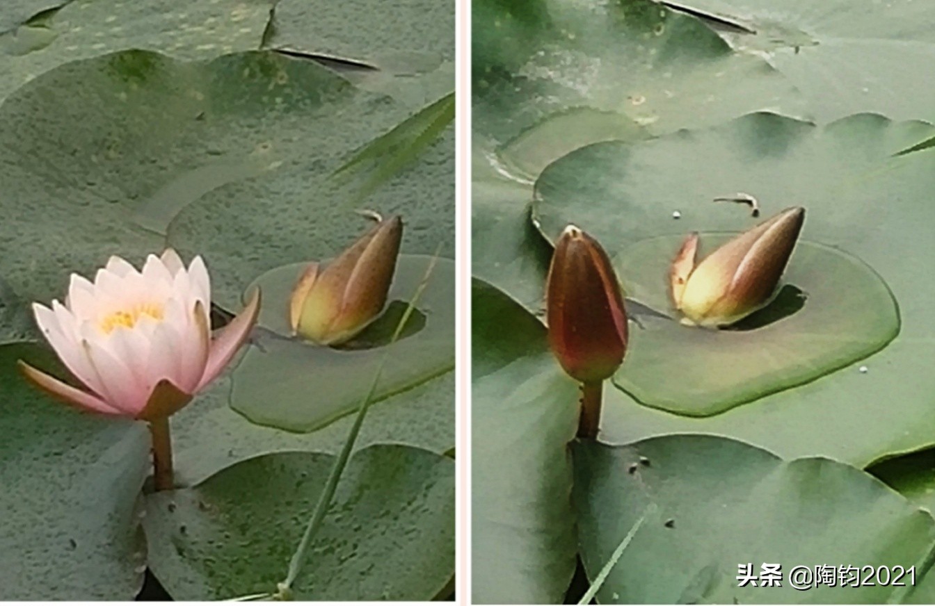 33幅荷花摄影作品欣赏,荷花摄影欣赏大全