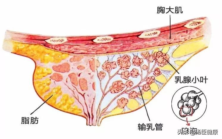 胸部可以摸摸大吗？胸大有奶，胸小没奶？医生终于说了实话