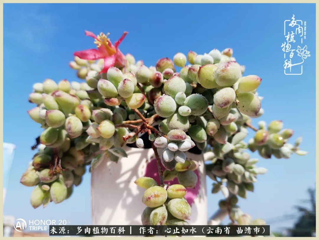 景德镇精品拇指多肉盆,轻奢多肉拇指盆3.5