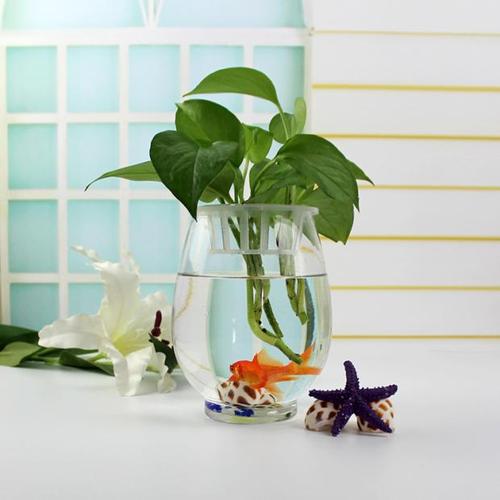 水培花卉里养什么鱼,水培盆栽里养什么鱼好看