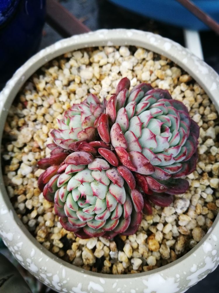 误打误撞的多肉情缘,带我走进多肉小世界!