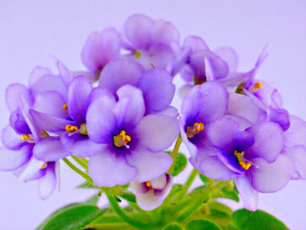 非洲紫罗兰盆栽,紫罗兰花卉盆栽图片