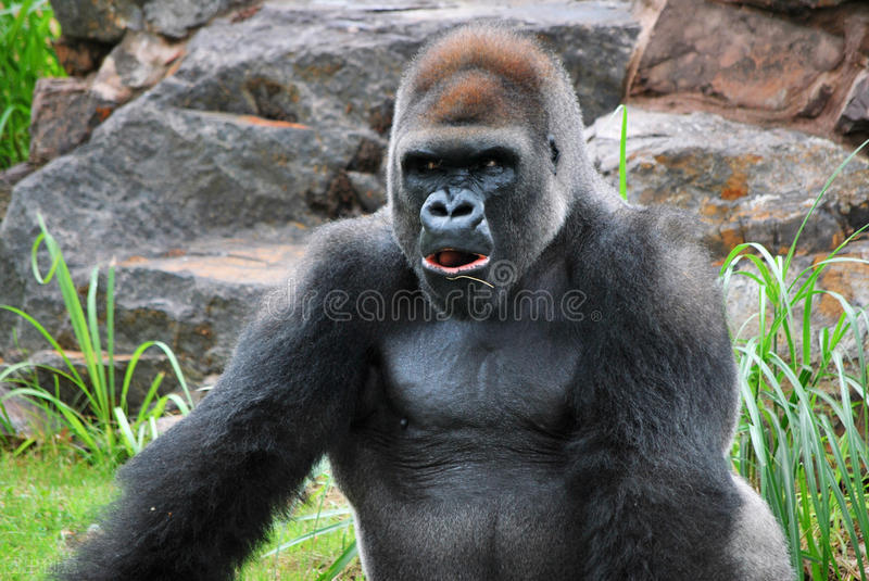 野人95、爷孩居然爱上了小老师莉莉，但莉莉不爱他这个野人