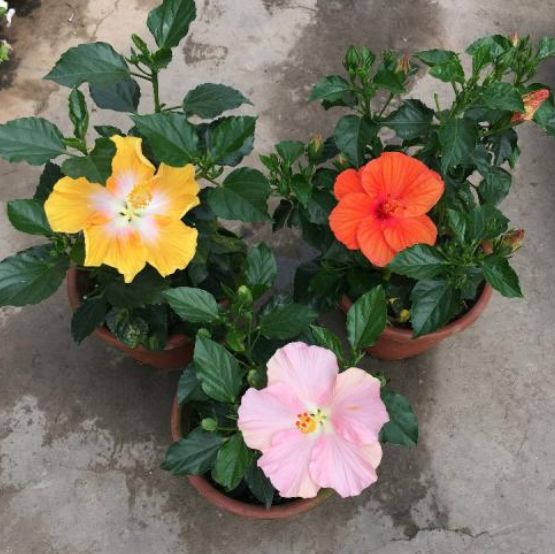 4种花超级好养活全年开花不断,花期长又好养的矮种花