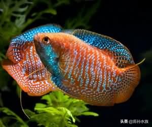 热带观赏鱼推荐饲养品种,如何饲养小型热带观赏鱼