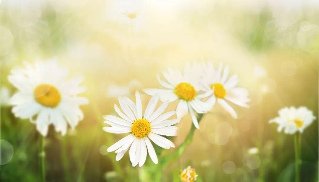 48个容易用错的成语,最容易用错的20个成语