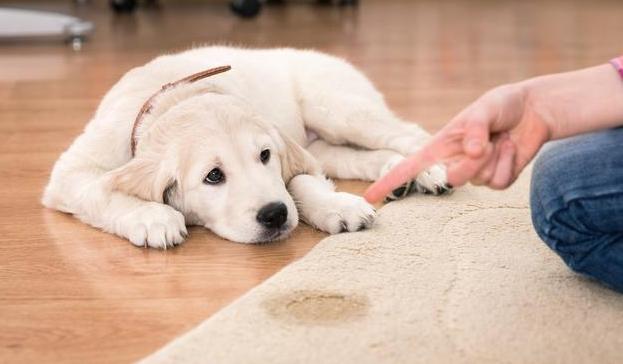 狗狗电项圈训练方法,训练狗狗叫的方法