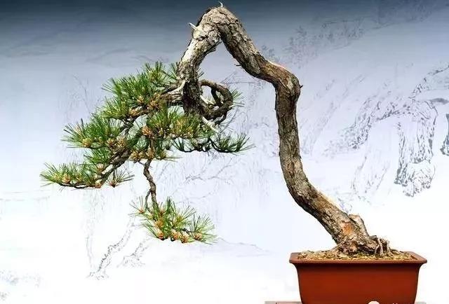 珍珠柏盆景不绿不发新芽怎么回事,盆景老桩上盆发芽后新芽干枯