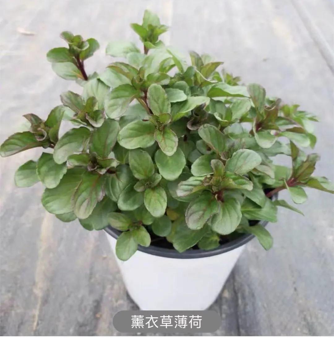 观花草本植物推荐,最具观赏性的观叶植物